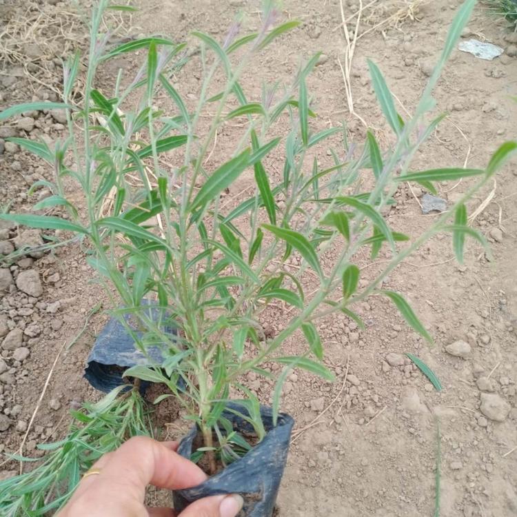 山桃草批发商 批发基地 山桃草 草花种植基地