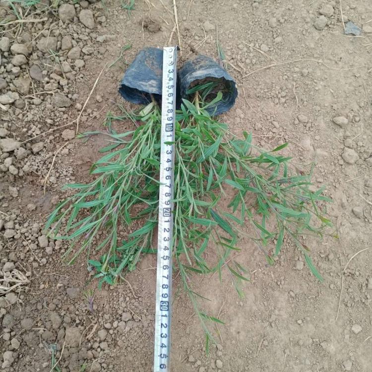 山桃草小苗 山桃草批发 产地供应 青州草花