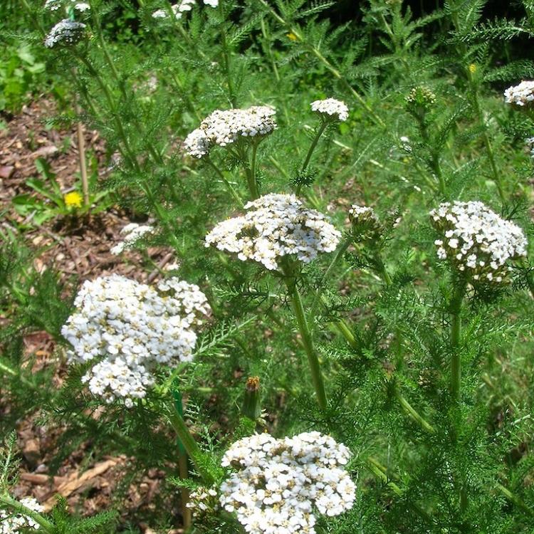 基地种植 蓍草 规模供应_青州蓍草基地