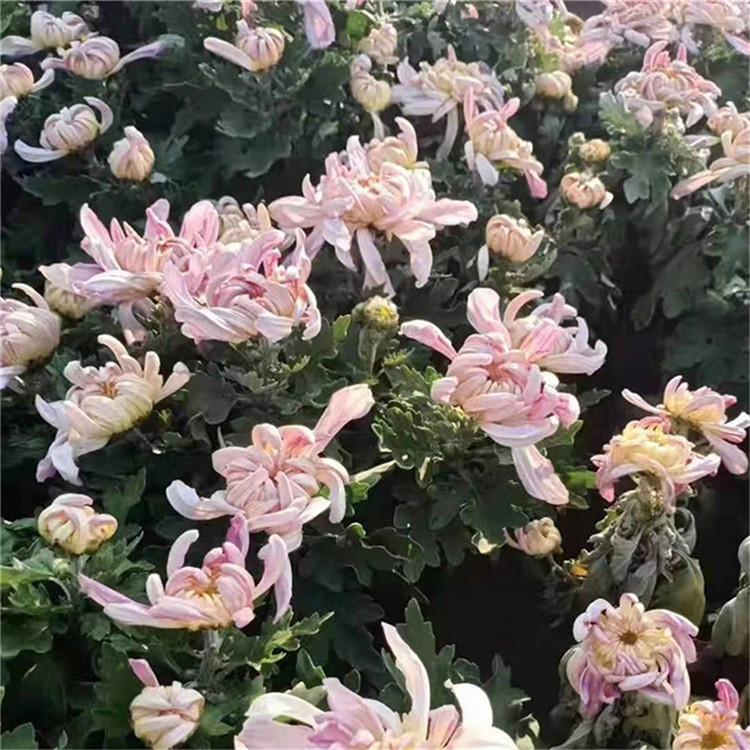 山东国庆菊 量大优惠 国庆菊行情