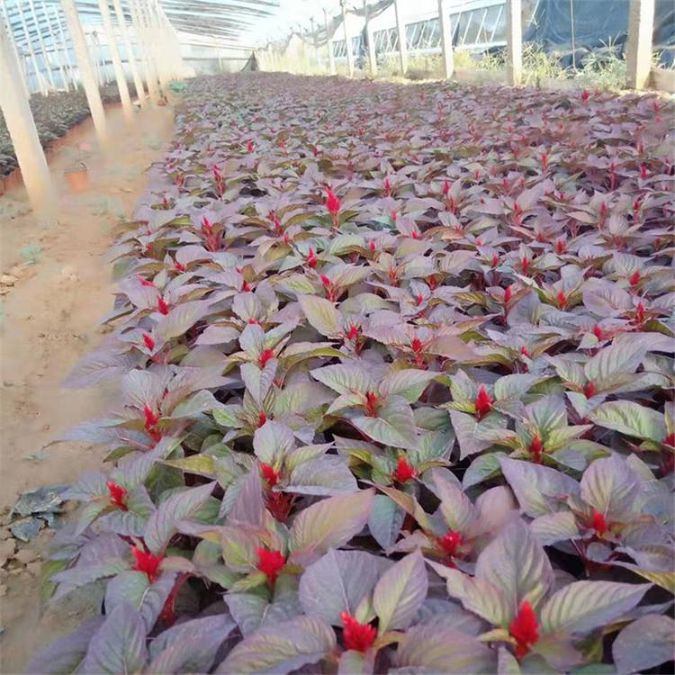红叶一枝笔苗 山东宿根草花 红叶一枝笔供应商 苗圃供应