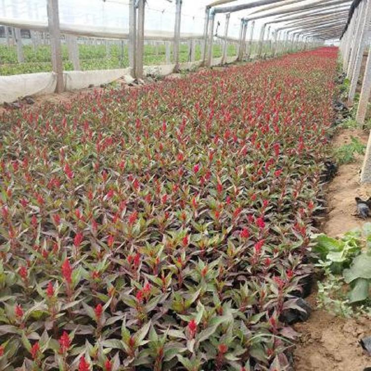 红叶一枝笔培育 红叶一枝笔 价格实惠 时令草花