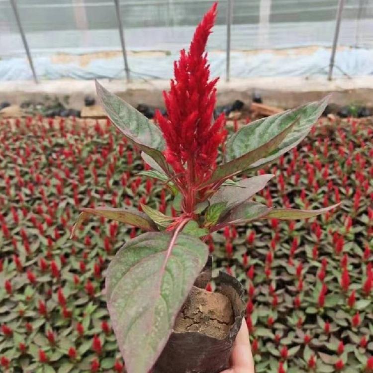 红叶一枝笔供货商 红叶一枝笔苗 价格从优 庭院观赏花卉