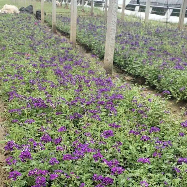 基地直售 美女樱小苗 美女樱种植基地
