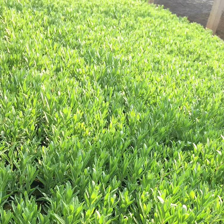 薰衣草基地 花苗直供 薰衣草工程苗