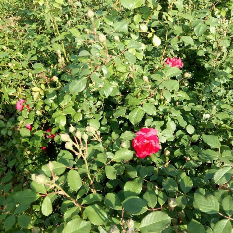 大花蔷薇小苗 立腾花苗基地直销大花蔷薇