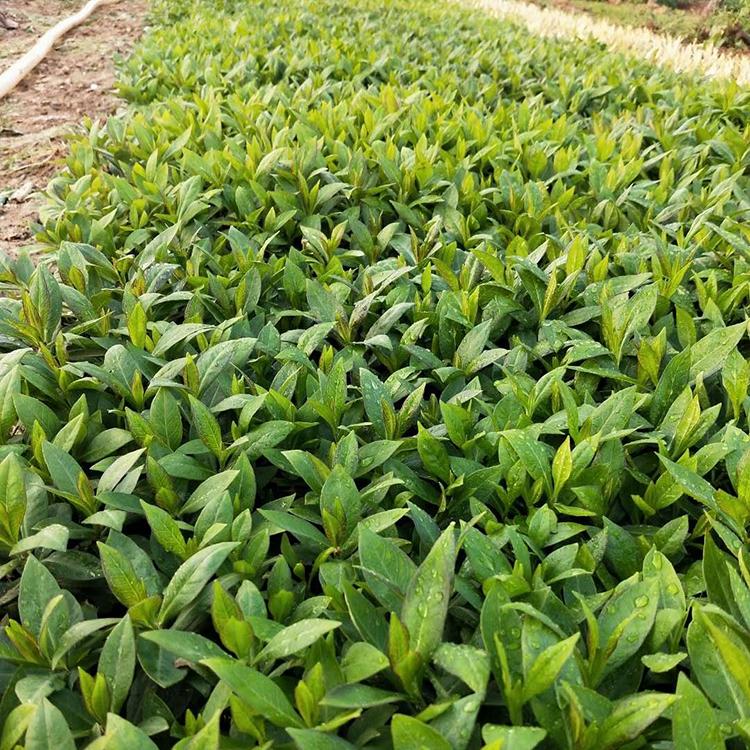宿根福禄考批发 宿根福禄考种植基地 青州草花批发