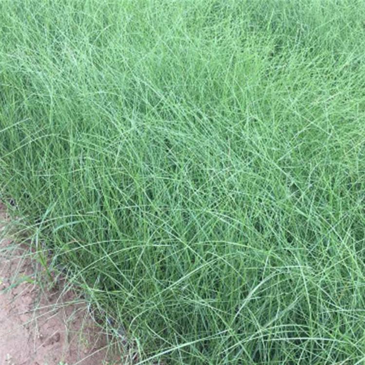 花海用粉黛乱子草    粉黛乱子草小苗   现货出售粉黛乱子草