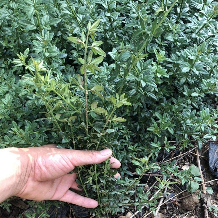 地栽迎春 迎春小苗价格 批发迎春报价