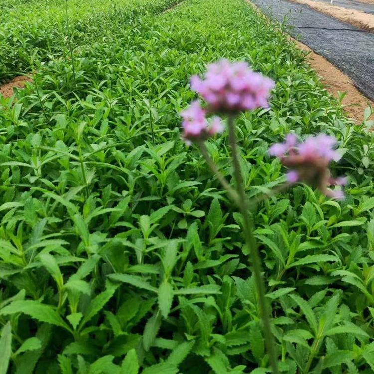 马鞭草批发 马鞭草供应基地 青州草花基地