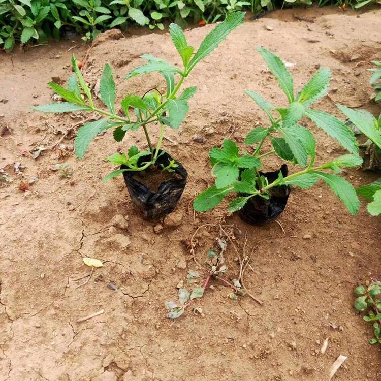黑心菊小苗批发  开花效果好  多用作花海培育品种