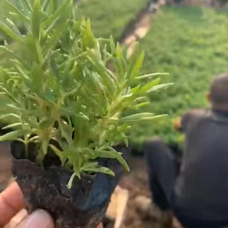 佛甲草供应 佛甲草批发基地 青州花卉基地