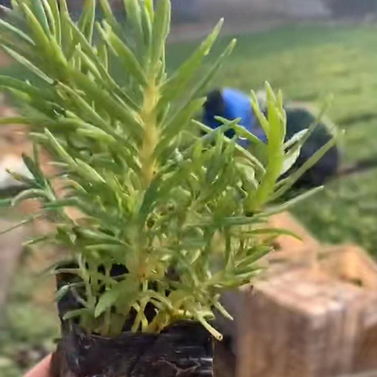 佛甲草价格 佛甲草种植基地 青州花卉种植基地