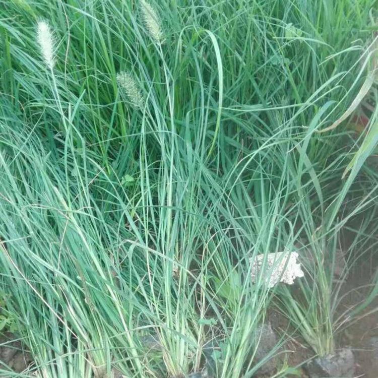 狼尾草销售   铭瀚花卉基地直销出售   狼尾草报价  电话订购