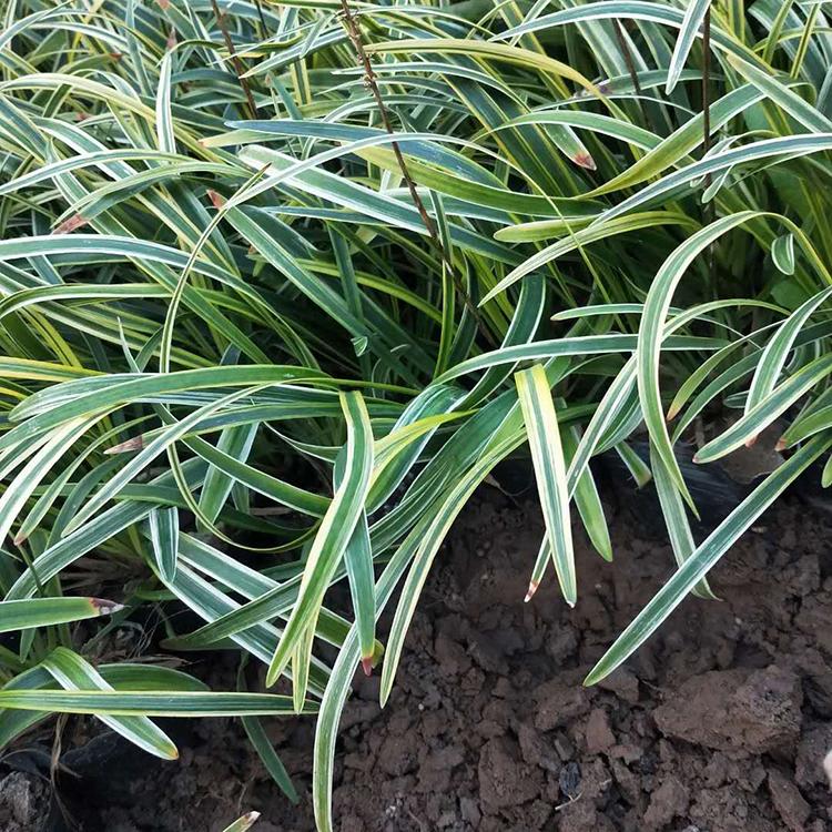 金边麦冬种植 金边麦冬种植基地 青州花卉种植基地