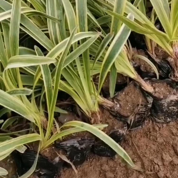金边麦冬批发价格 金边麦冬基地 青州草花基地