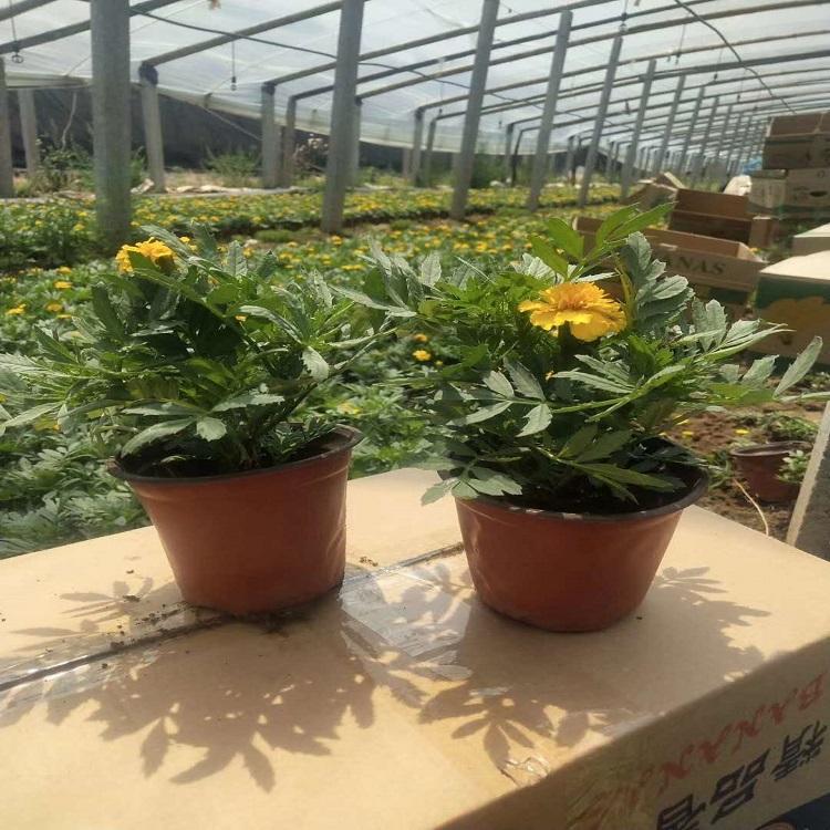 孔雀草价格 潍坊孔雀草 基地直供