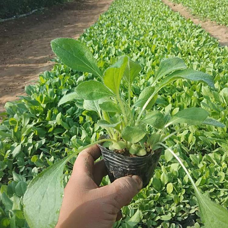黑心菊批发 黑心菊供应基地 青州花卉批发基地