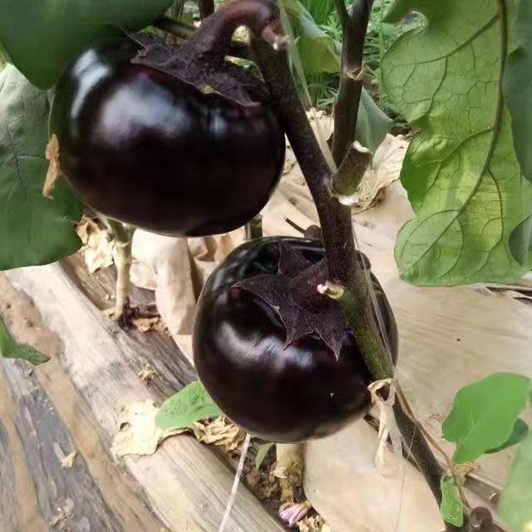 露天种植圆茄种苗  黑美人茄子种苗耐旱 无病虫害 常年优惠