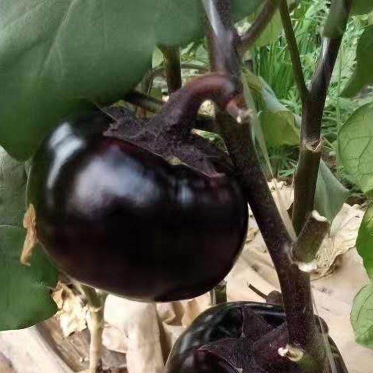 黑美人茄子种苗温室种植 耐旱 抗褪绿 旭冉茄子育苗基地批发