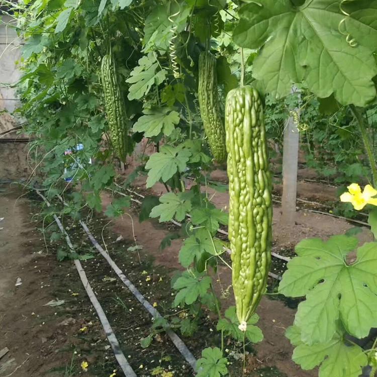 山东蔬菜基地直销油苦瓜种苗  抗TY  无病虫害的苦瓜种苗 量大从优