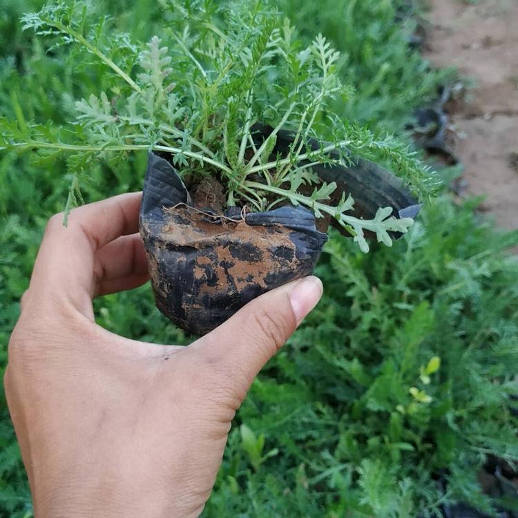 批发蓍草工程苗