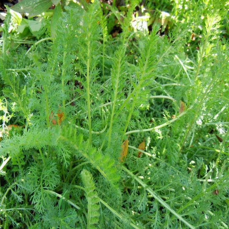 蓍草价格 蓍草绿植 蓍草基地