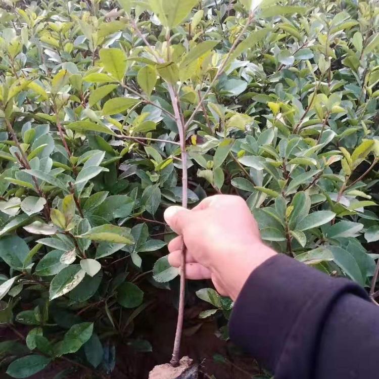 红叶石楠  批发商 基地直销   山东青州