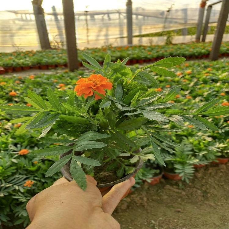 孔雀草供应商 潍坊孔雀草