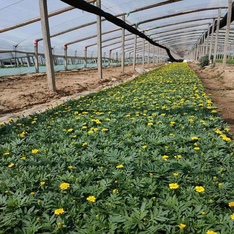 孔雀草种植基地 潍坊孔雀草
