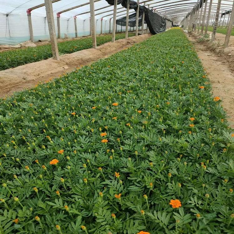 孔雀草供应 山东孔雀草 基地直供