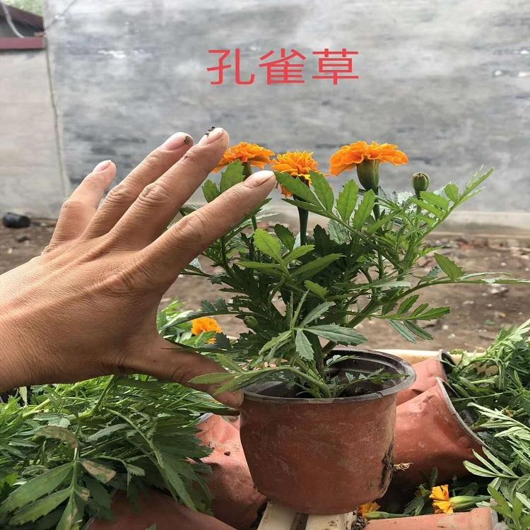 青州孔雀草 孔雀草 基地直供