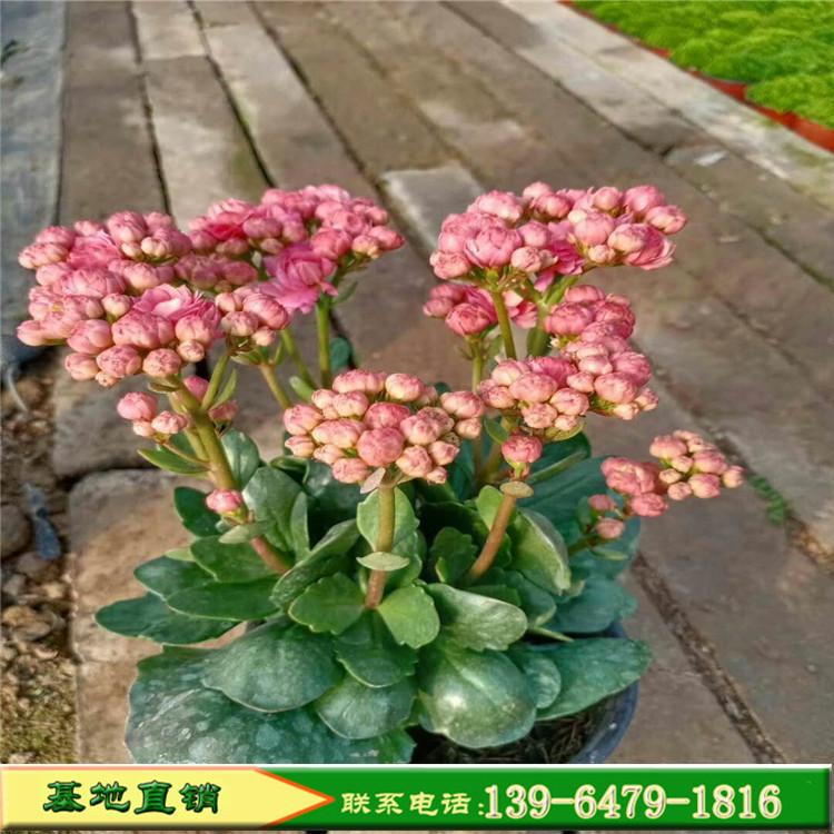 长寿花盆栽 重瓣长寿花种植基地 当年开花花期长量大优惠