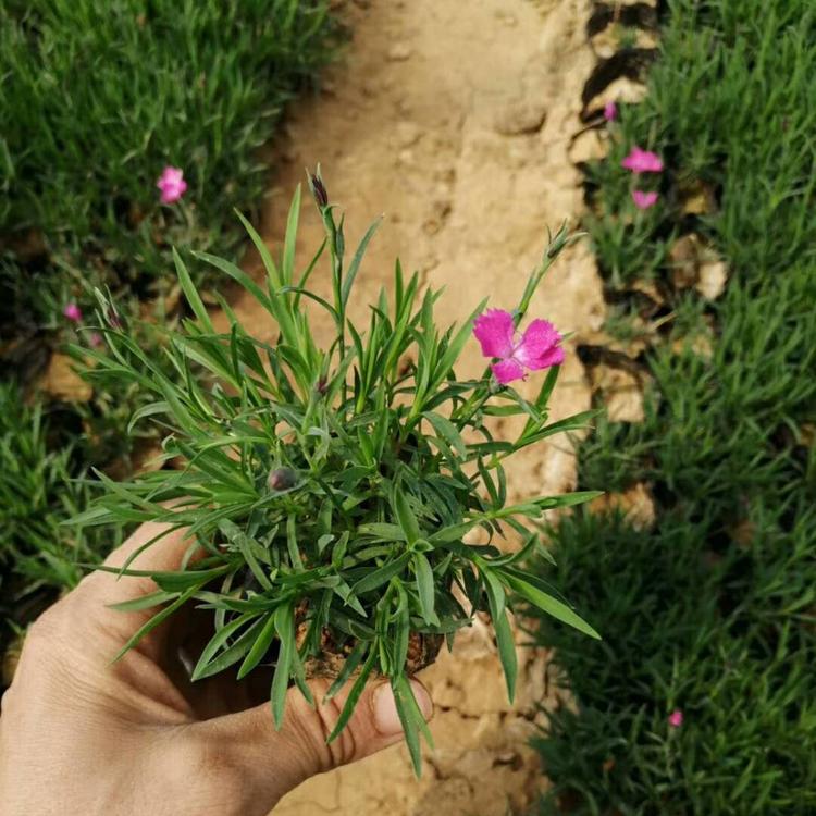 欧石竹 欧石竹价格 欧石竹批发 基地直供欧石竹