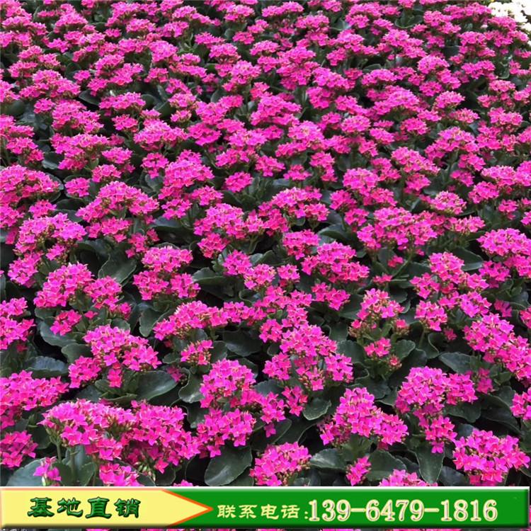 盆栽重瓣长寿花 庭院 盆栽观花植物 量大从优室内桌面观花植物