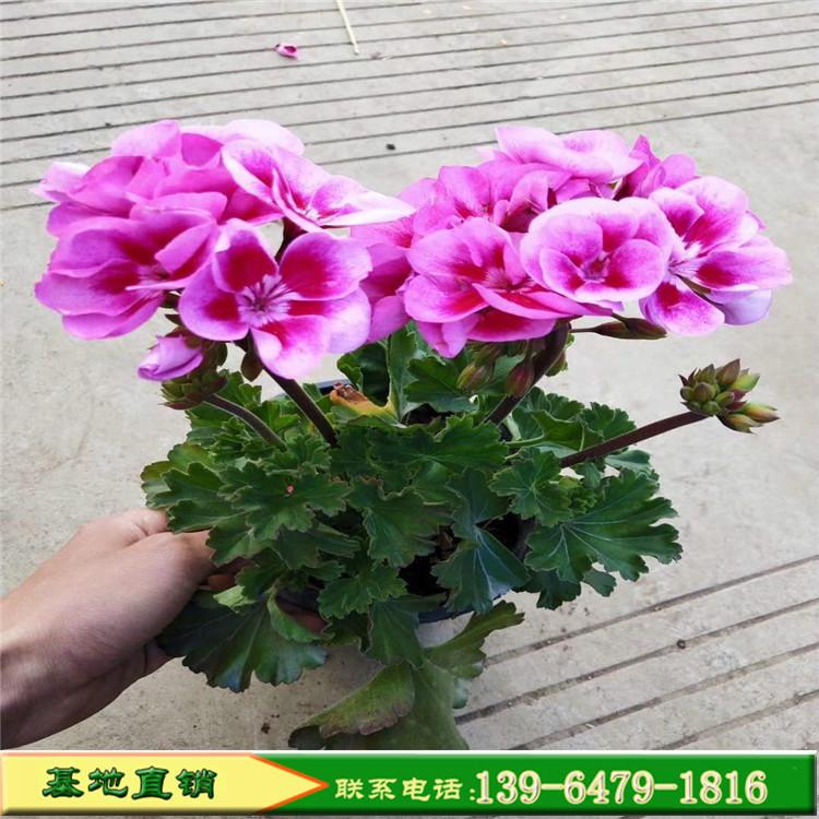 天竺葵盆栽花苗价格  四季开花工程花卉苗木 园林植物