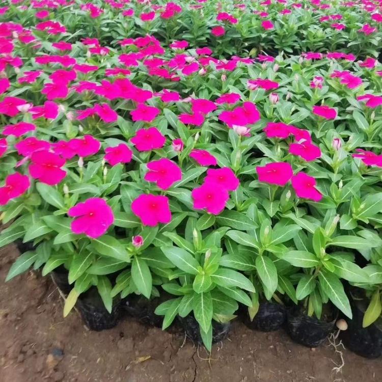 长春花 天天开种植基地 长春花批发 天天开供应 长春花种子批发