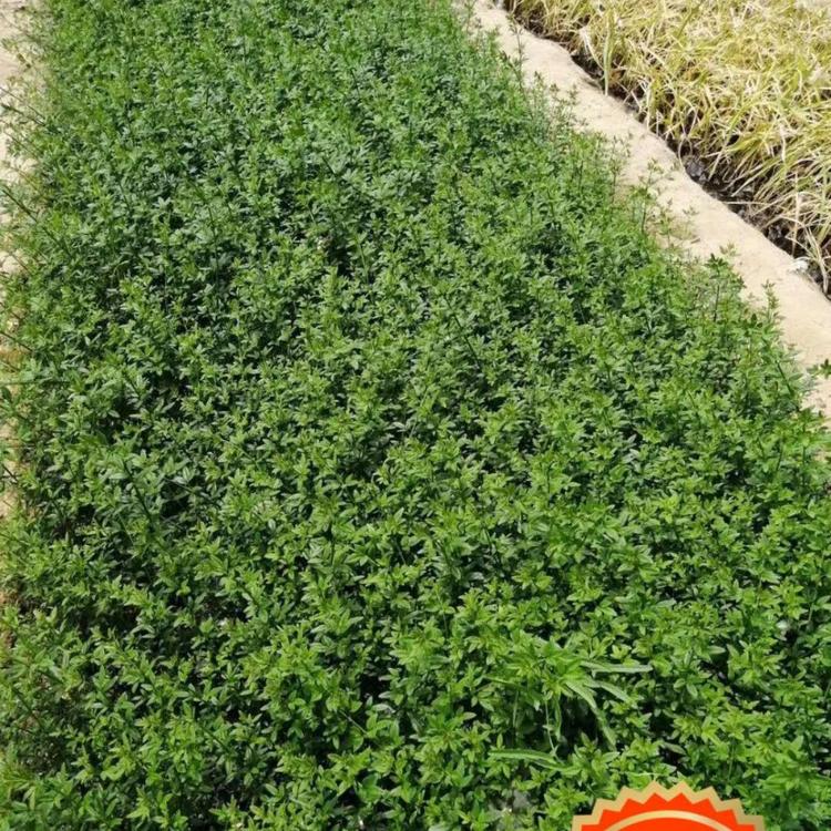 青州迎春 迎春价格 迎春种植基地