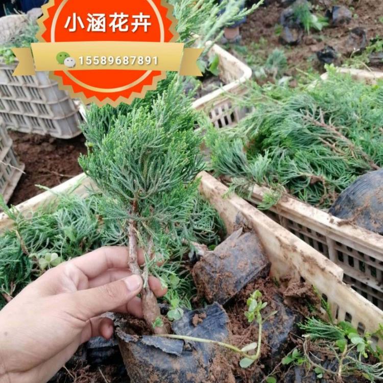 绿化小龙柏种植基地 小龙柏价格 小龙柏供应商