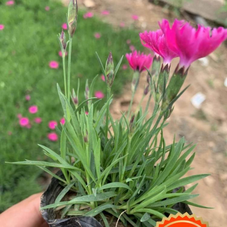 青州欧石竹 小涵花卉 欧石竹价格批发