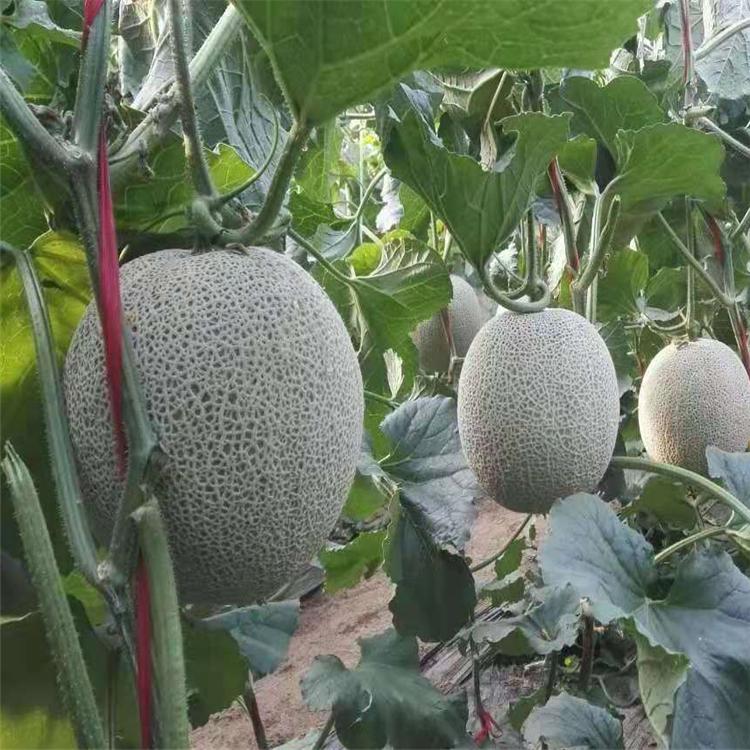 甜度高金阳光哈密瓜种苗价格便宜   金阳光哈密瓜种苗价格便宜