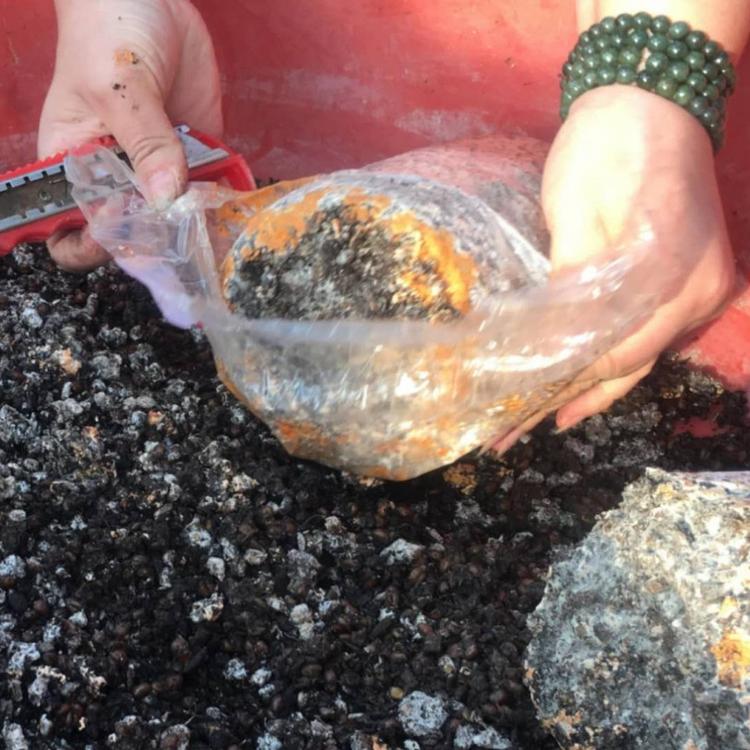 羊肚菌菌种 六妹系列 提供种植技术