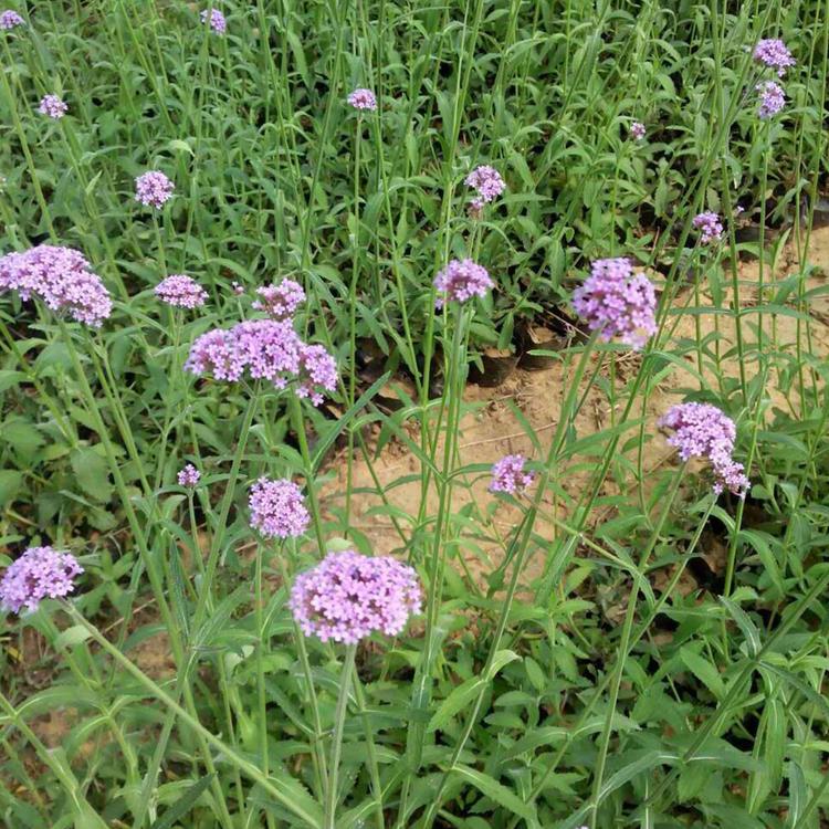 马鞭草 价格从优 宿根草花价格 马鞭草供应商