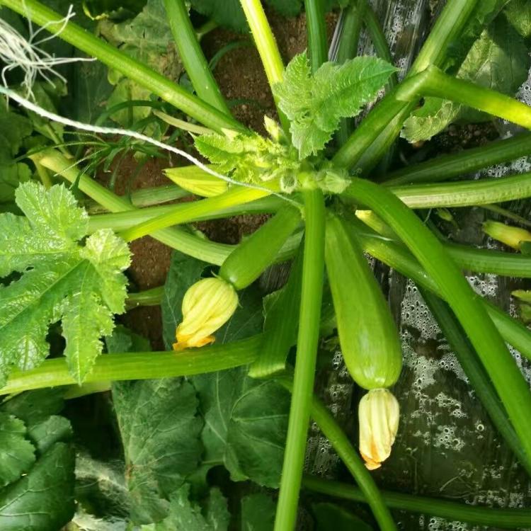 抗病虫害西葫芦种子    西葫芦种子批发商