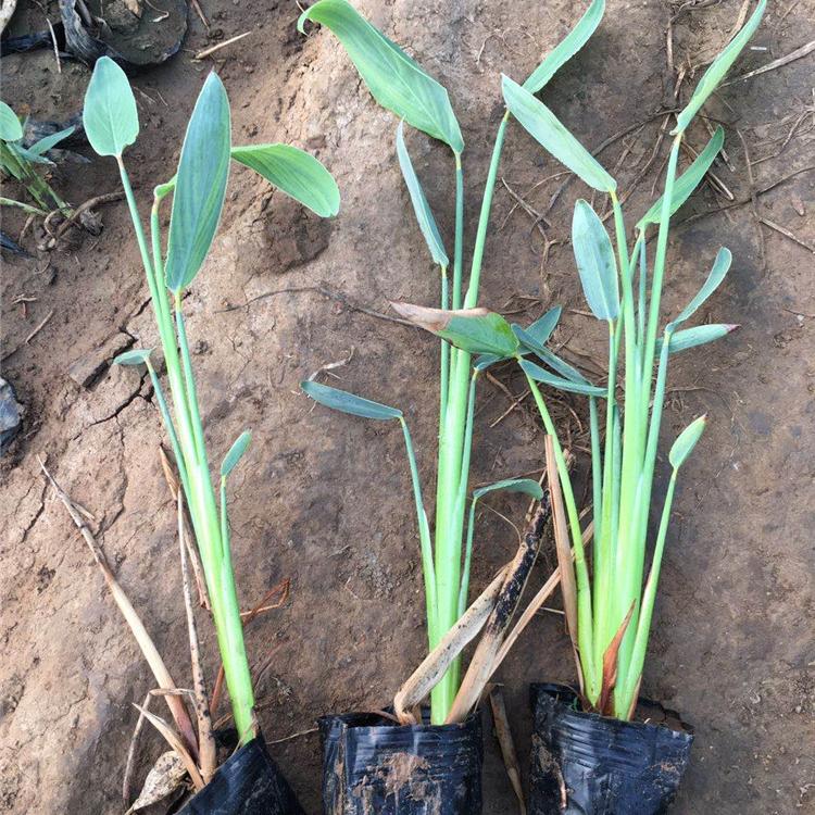 涵香花卉 再力花批发 再力花行情
