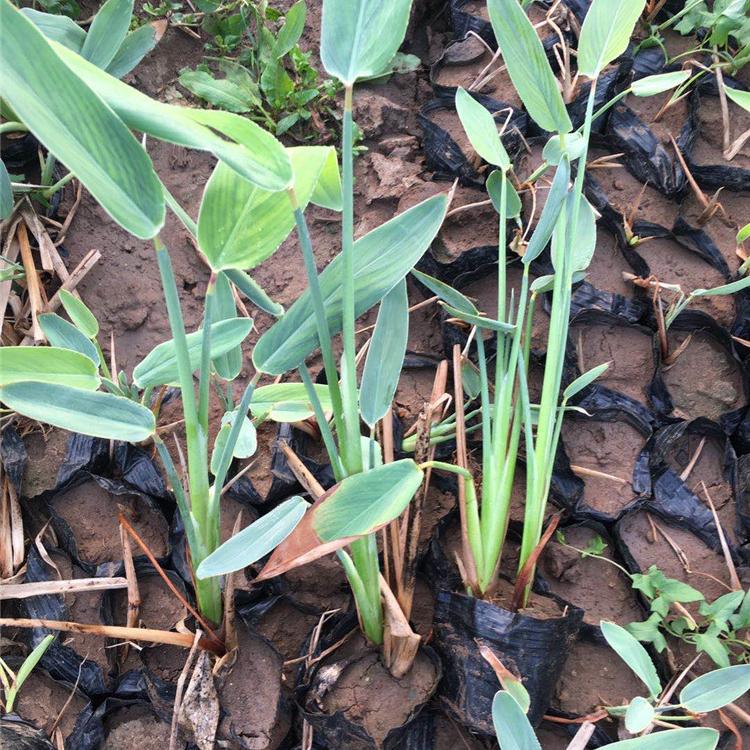 再力花小苗价格 量大优惠 山东再力花小苗