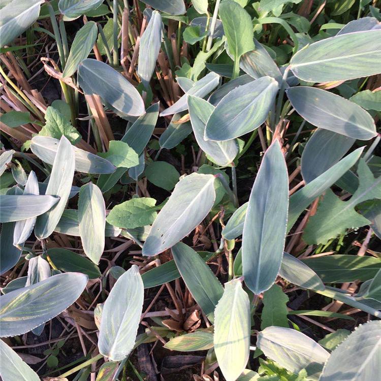 再力花 再力花供应商 量大优惠