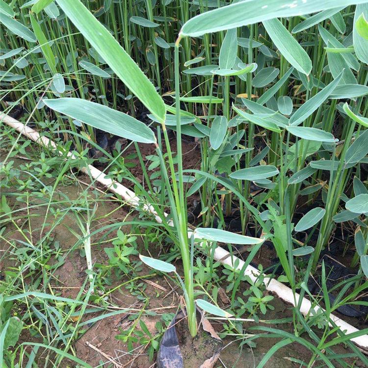 量大优惠 再力花小苗供应商 青州再力花小苗