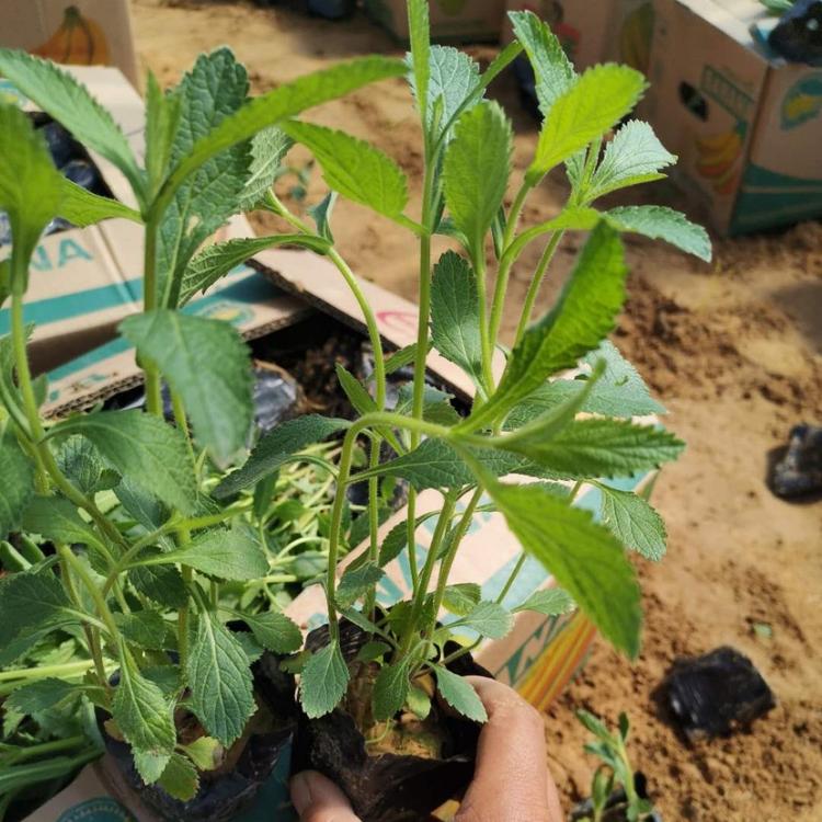 马鞭草批发    马鞭草花海    基地批发马鞭草