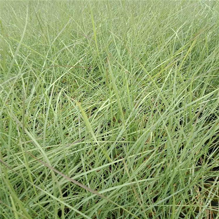 粉黛乱子草    基地优惠直发 粉黛乱子草批发